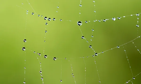 Water droplets on a spider web in nature — Stock Photo, Image