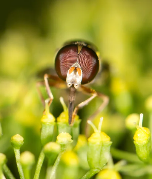 Hermoso insecto en la naturaleza — Foto de Stock