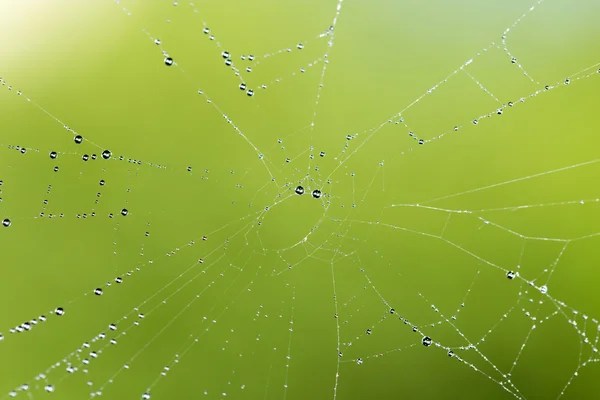 Vattendroppar på spindelnät i naturen — Stockfoto