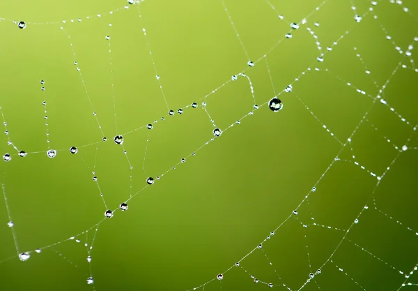 Picături de apă pe o pânză de păianjen în natură — Fotografie, imagine de stoc