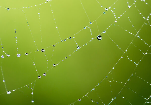 water droplets on a spider web in nature