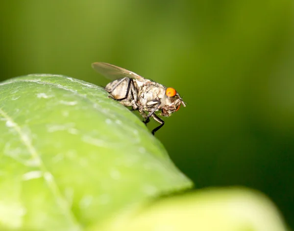 자연 속에서 아름 다운 곤충 — 스톡 사진