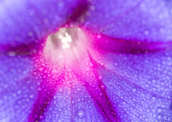 Modrá květina kapky vody v přírodě. Zavřít — Stock fotografie