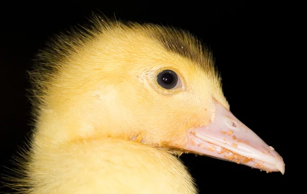 Portrait of a small duckling — Stock Photo, Image