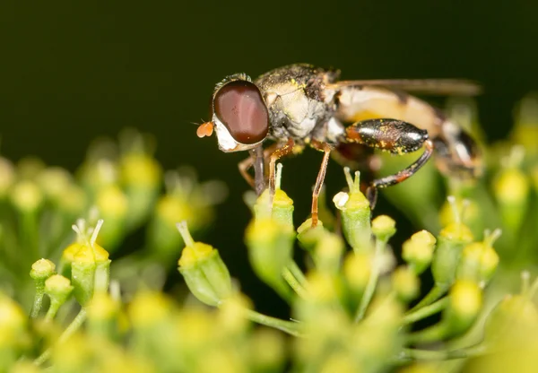 Volar en la naturaleza. marco — Foto de Stock