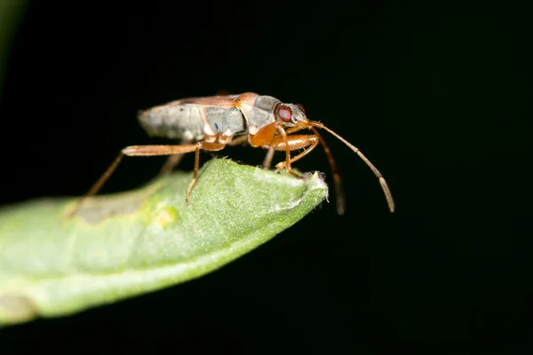 Beetle na liściu. Zamknij — Zdjęcie stockowe