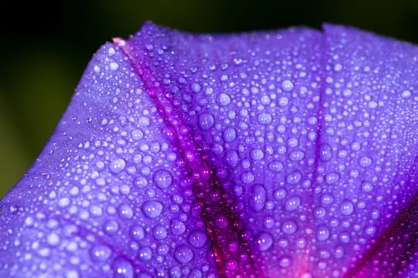 Modrá květina kapky vody v přírodě. Zavřít — Stock fotografie