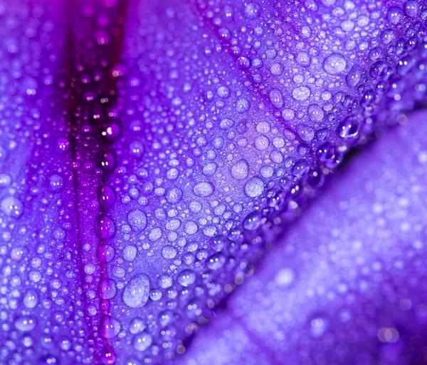 Vatten droppar blå blomma i naturen. Stäng — Stockfoto