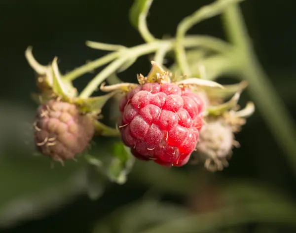 Frambuesas en el jardín en la naturaleza —  Fotos de Stock