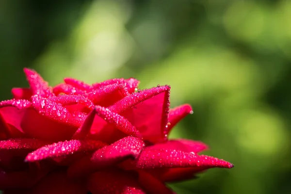 Gotas de agua en una rosa roja en la naturaleza — Foto de Stock