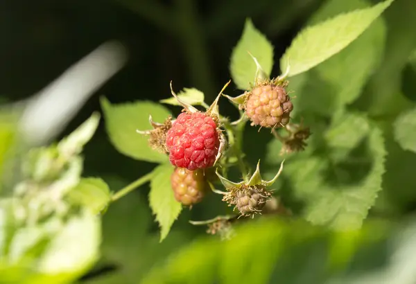 Raspberries in the garden in nature — Stock Photo, Image