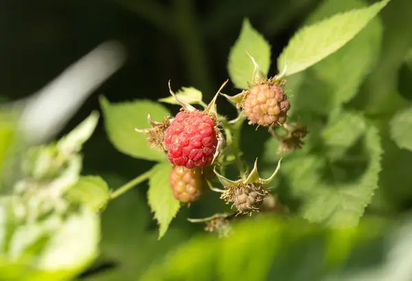 Frambozen in de tuin in de natuur — Stockfoto