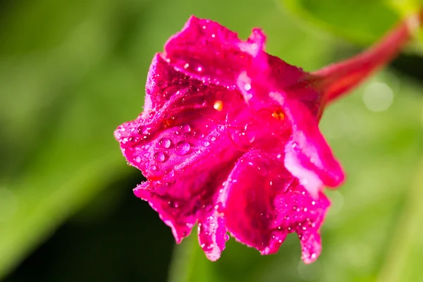 Doğa kırmızı çiçek — Stok fotoğraf
