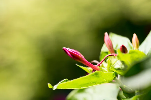 Rote Blume in der Natur — Stockfoto