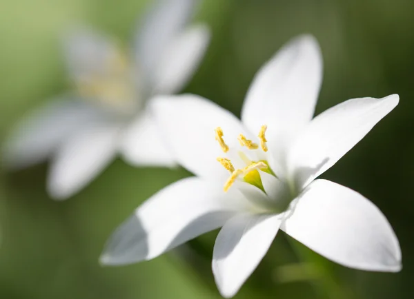 Chute de neige fleur dans la nature. fermer — Photo