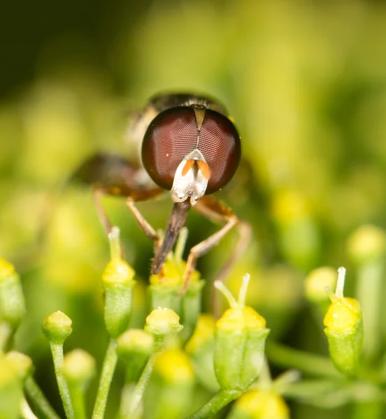 Hermoso insecto en la naturaleza — Foto de Stock