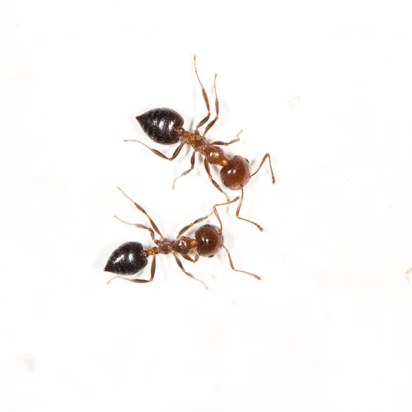 Ameisen an einer weißen Wand. schließen — Stockfoto