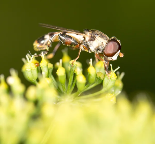 Hermoso insecto en la naturaleza — Foto de Stock