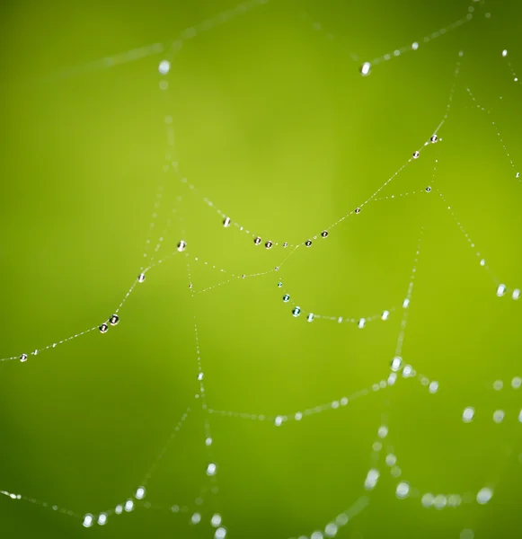 Gotas de agua en una tela de araña en la naturaleza —  Fotos de Stock