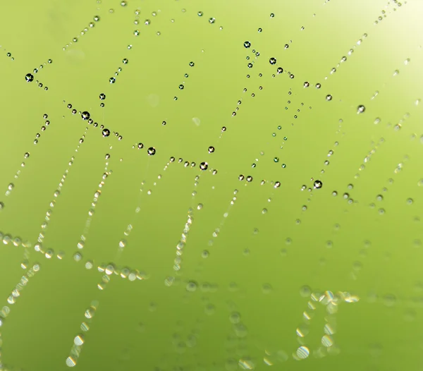 Doğada örümcek ağında su damlacıkları — Stok fotoğraf