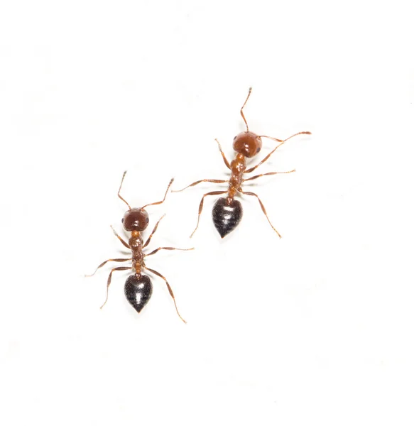 Fourmis sur un mur blanc. fermer — Photo