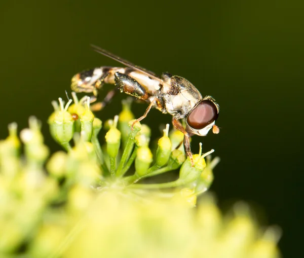 Mooie insect in de natuur — Stockfoto