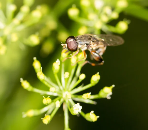 Hermoso insecto en la naturaleza — Foto de Stock