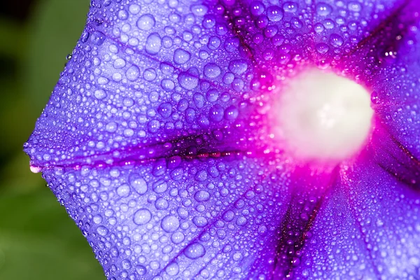 A água cai flor azul na natureza. fechar — Fotografia de Stock