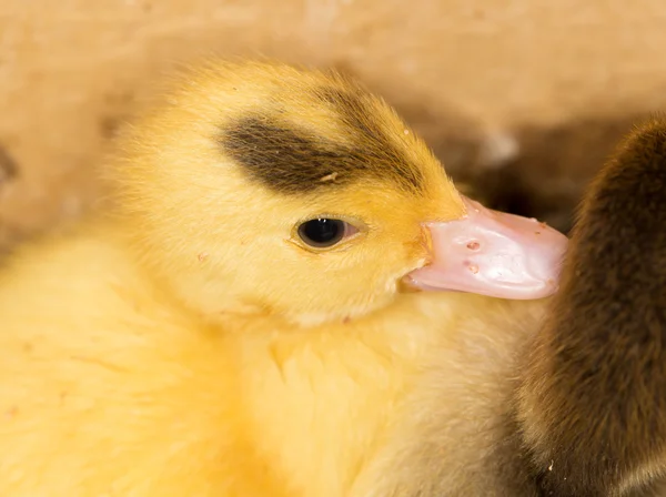 Portret van een kleine eendje — Stockfoto