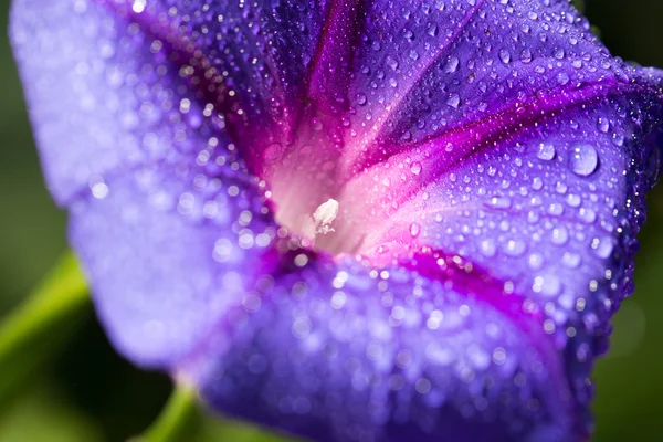 Wasser tropft blaue Blume in der Natur. schließen — Stockfoto