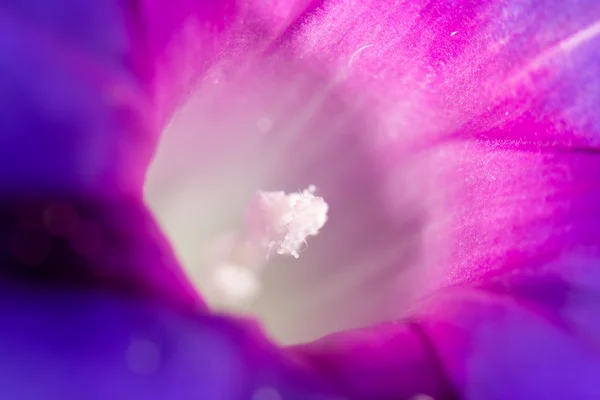 Water drops blue flower in nature. close — Stock Photo, Image