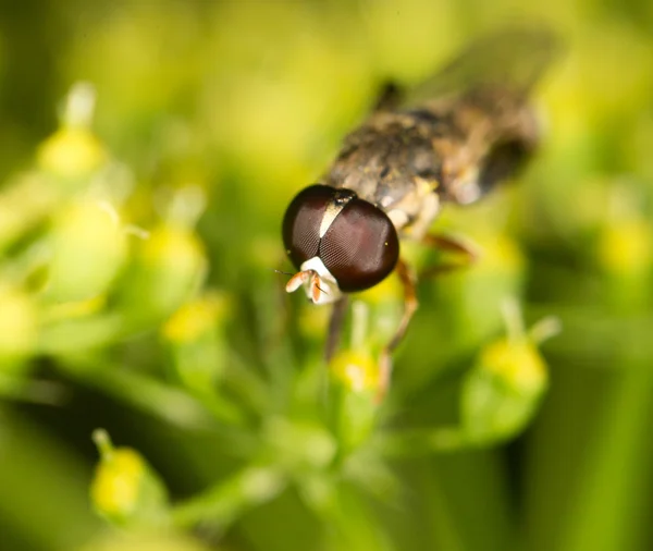 Doğada güzel böcek — Stok fotoğraf