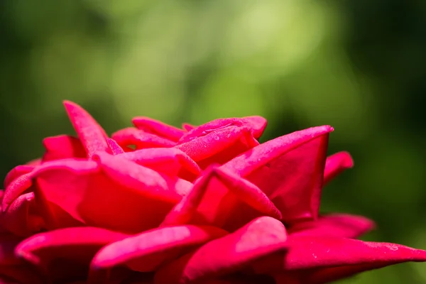 Красный цветок розы в природе — стоковое фото