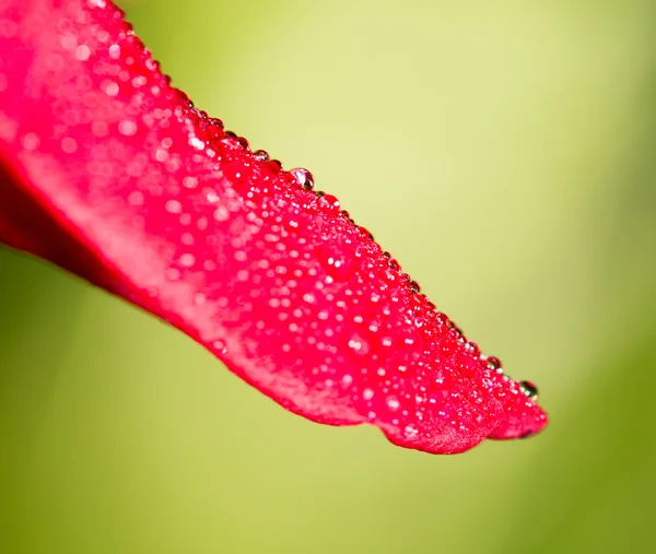 Water druppels op een rode roos in de natuur — Stockfoto
