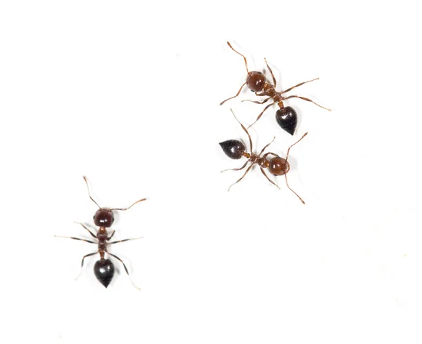 Ants on a white wall. close — Stock Photo, Image