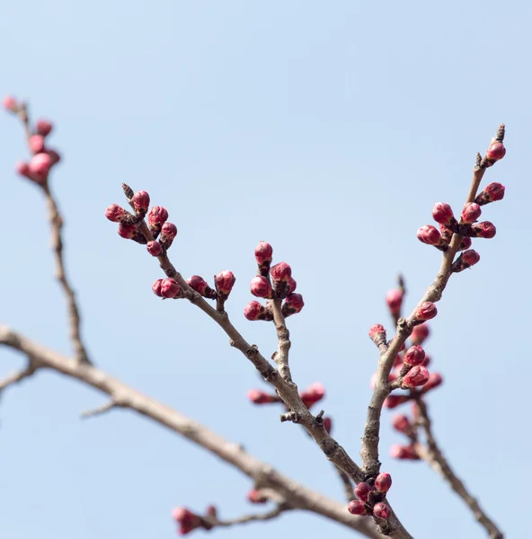 Gezwollen toppen met bloemen op een boom in het voorjaar — Stockfoto