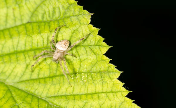 Belo inseto na natureza — Fotografia de Stock