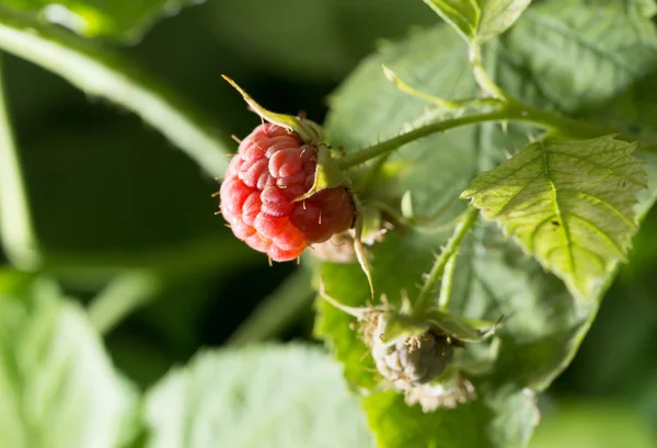 Frambozen in de tuin in de natuur — Stockfoto