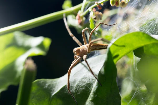 Spider in nature. marco — Stock Photo, Image