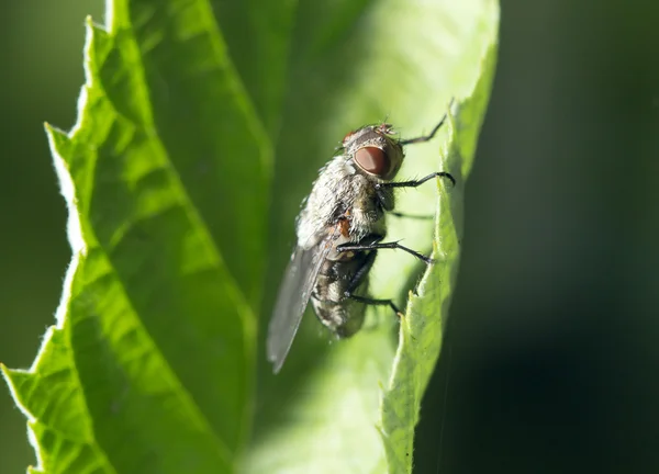 Fly in nature. marco — Stock Photo, Image