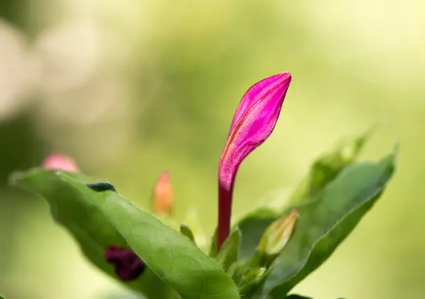 Flor vermelha na natureza — Fotografia de Stock