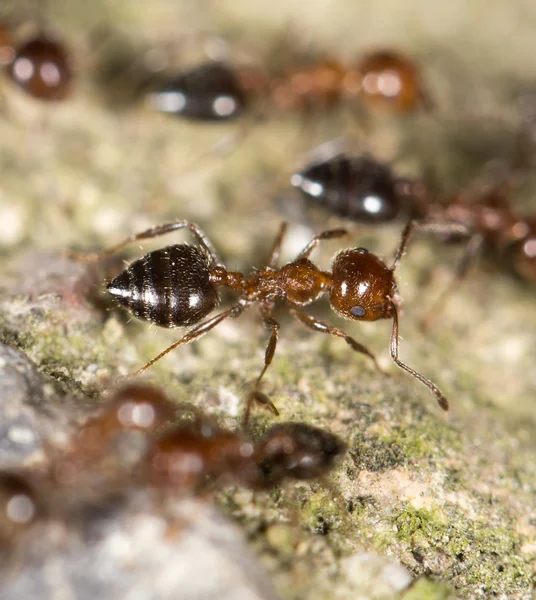 Ants on the ground. close-up — Stock Photo, Image