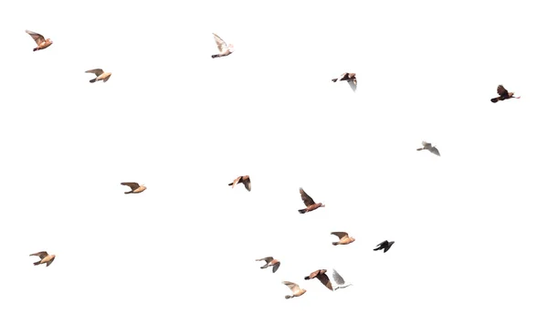 Bandada de palomas sobre un fondo blanco — Foto de Stock