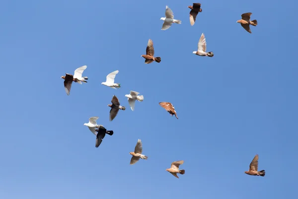 Taubenschwarm am blauen Himmel — Stockfoto