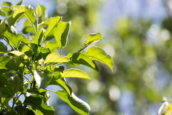 Schöner Zweig eines Baumes mit grünen Blättern — Stockfoto