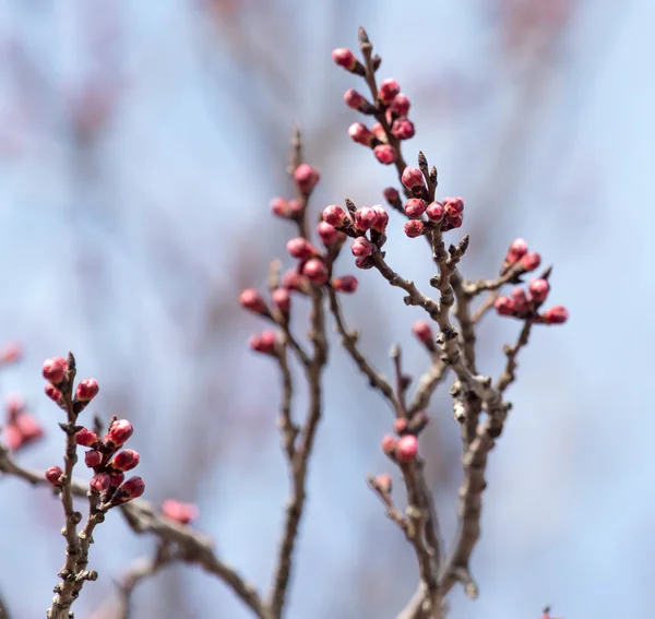 Geschwollene Knospen mit Blüten am Baum im Frühling — Stockfoto