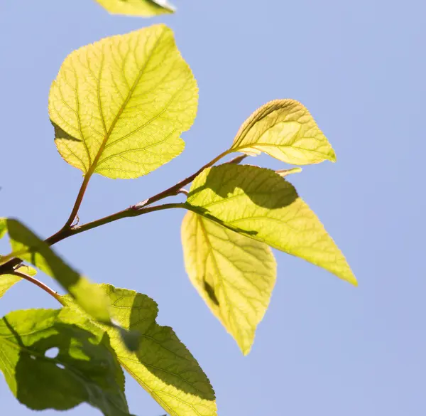 Bello ramo di un albero con foglie verdi — Foto Stock