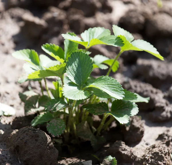 Strawberry leaves in the ground — Stock Photo, Image