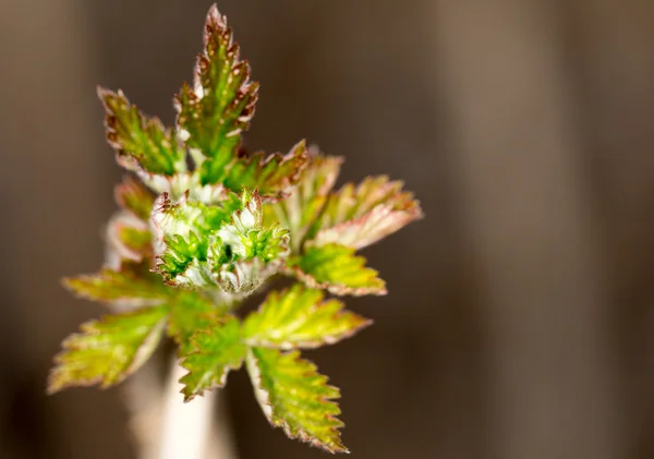 Pequeños trozos de primavera de frambuesa — Foto de Stock