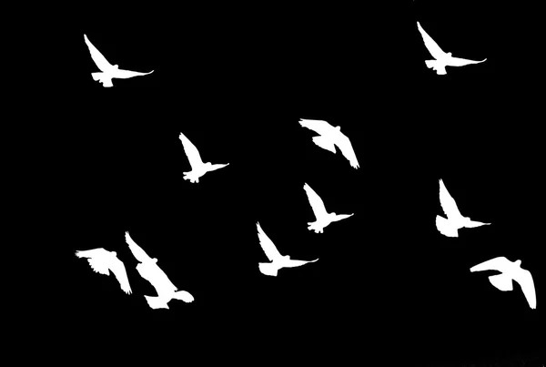 Troupeau de pigeons. contexte — Photo